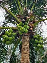 Kelapa