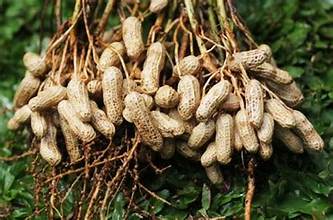 Kacang Tanah